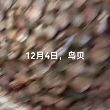 鸟贝，香螺