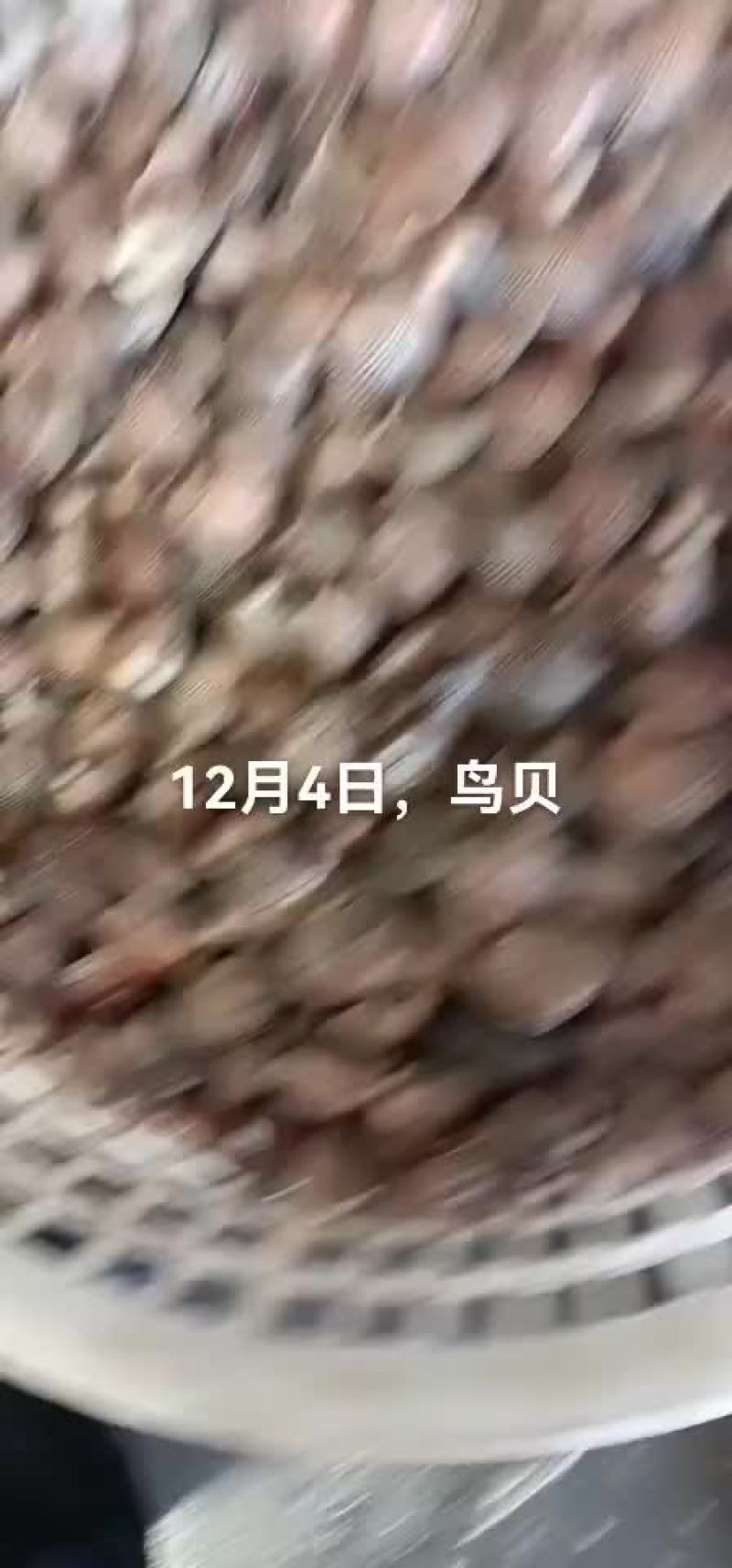 鸟贝，香螺