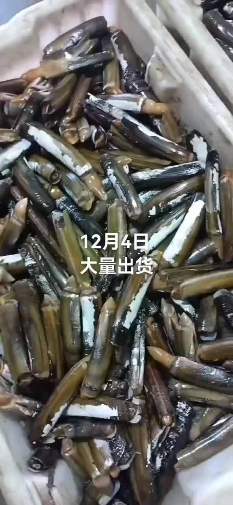 鸟贝，香螺