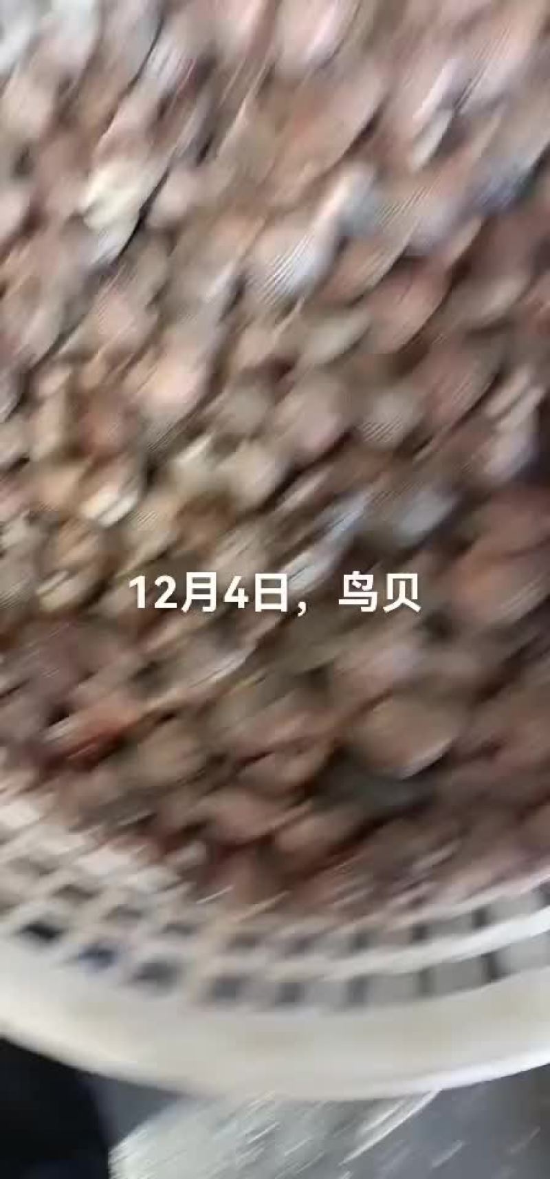 鸟贝，香螺