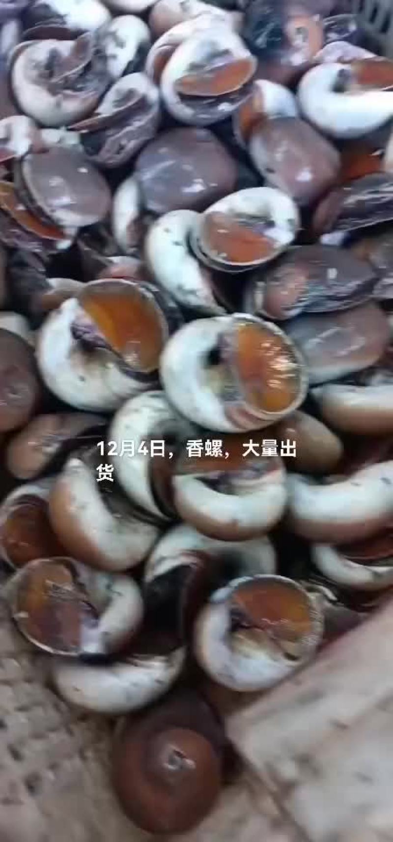 鸟贝，香螺