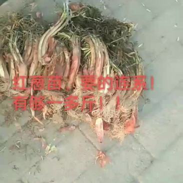山地红葱
