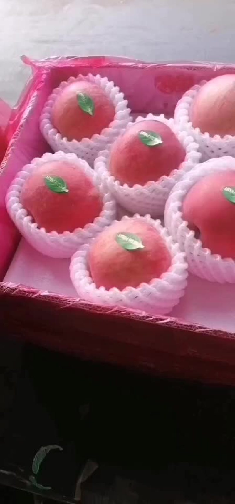 昌黎县蜜梨
