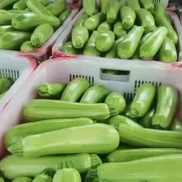 西葫