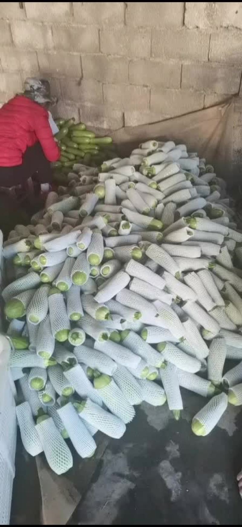 西葫