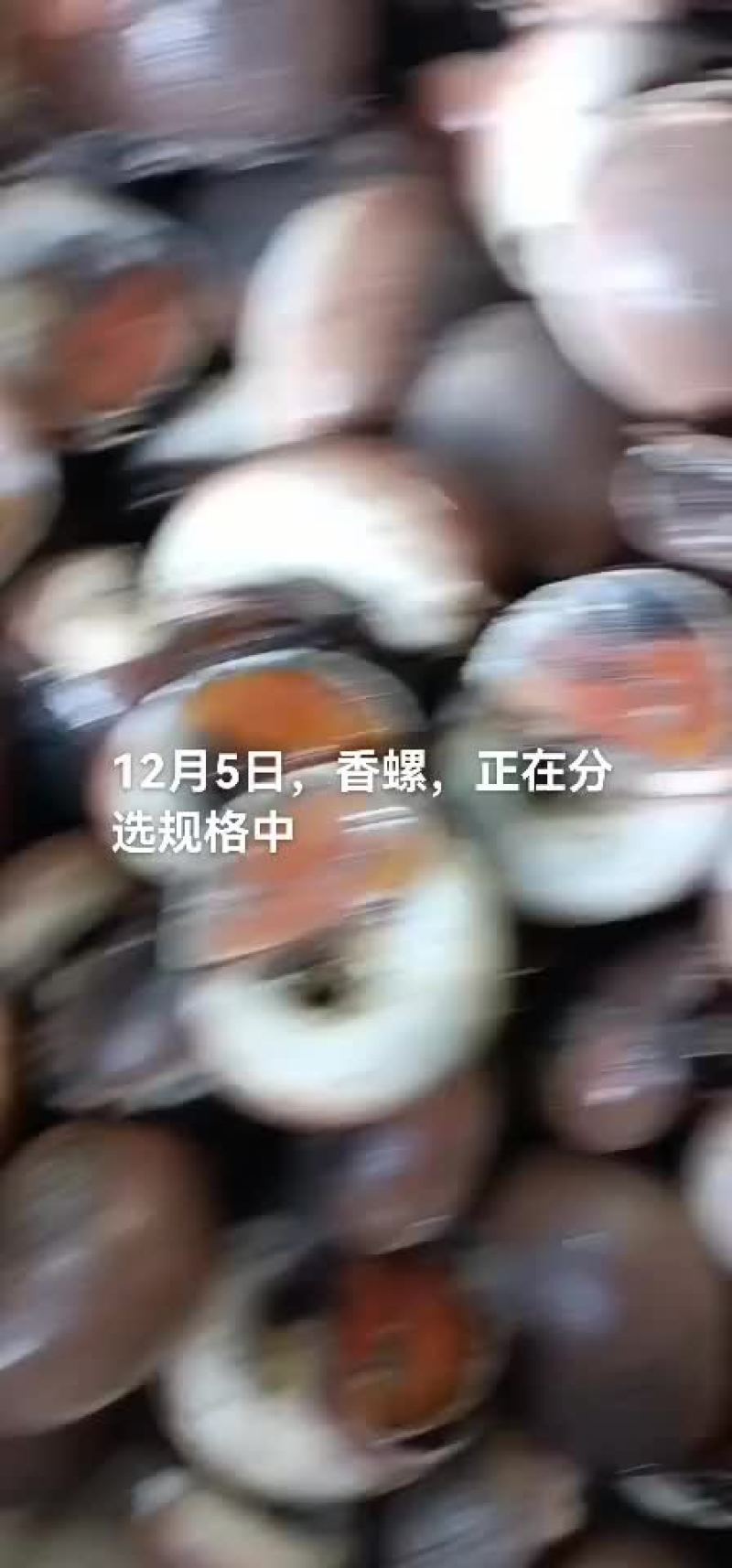 香螺，海螺