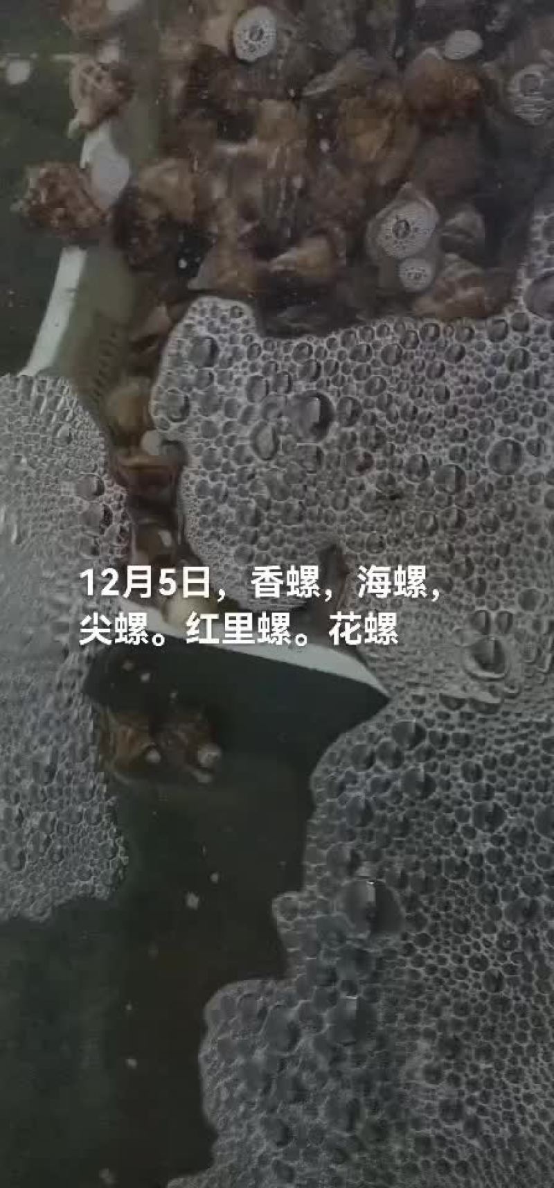 香螺，海螺
