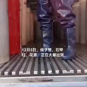 梭子蟹，石甲红，花盖