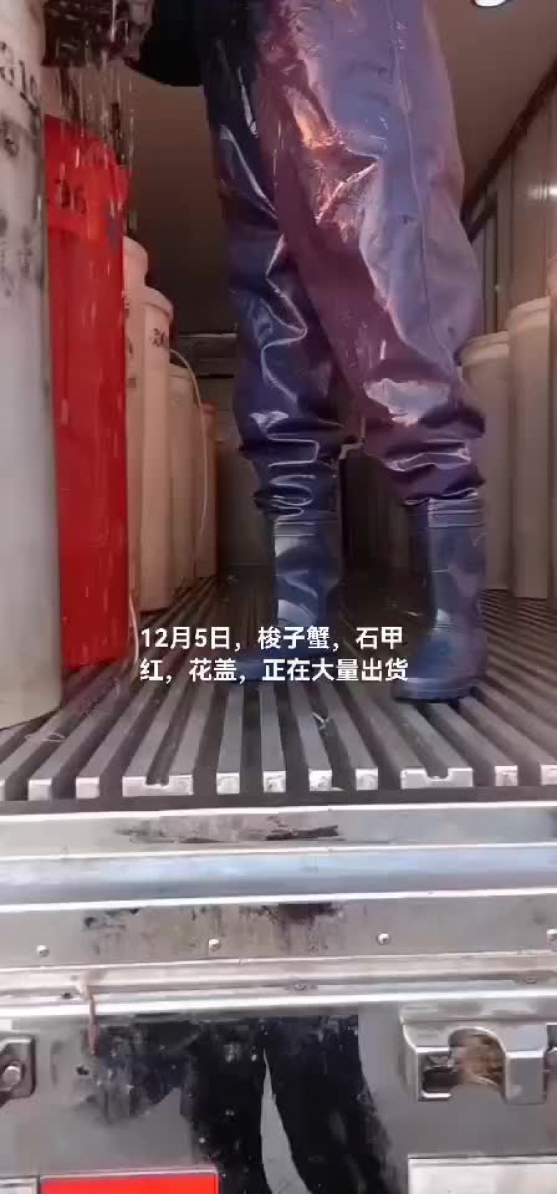 梭子蟹，石甲红，花盖