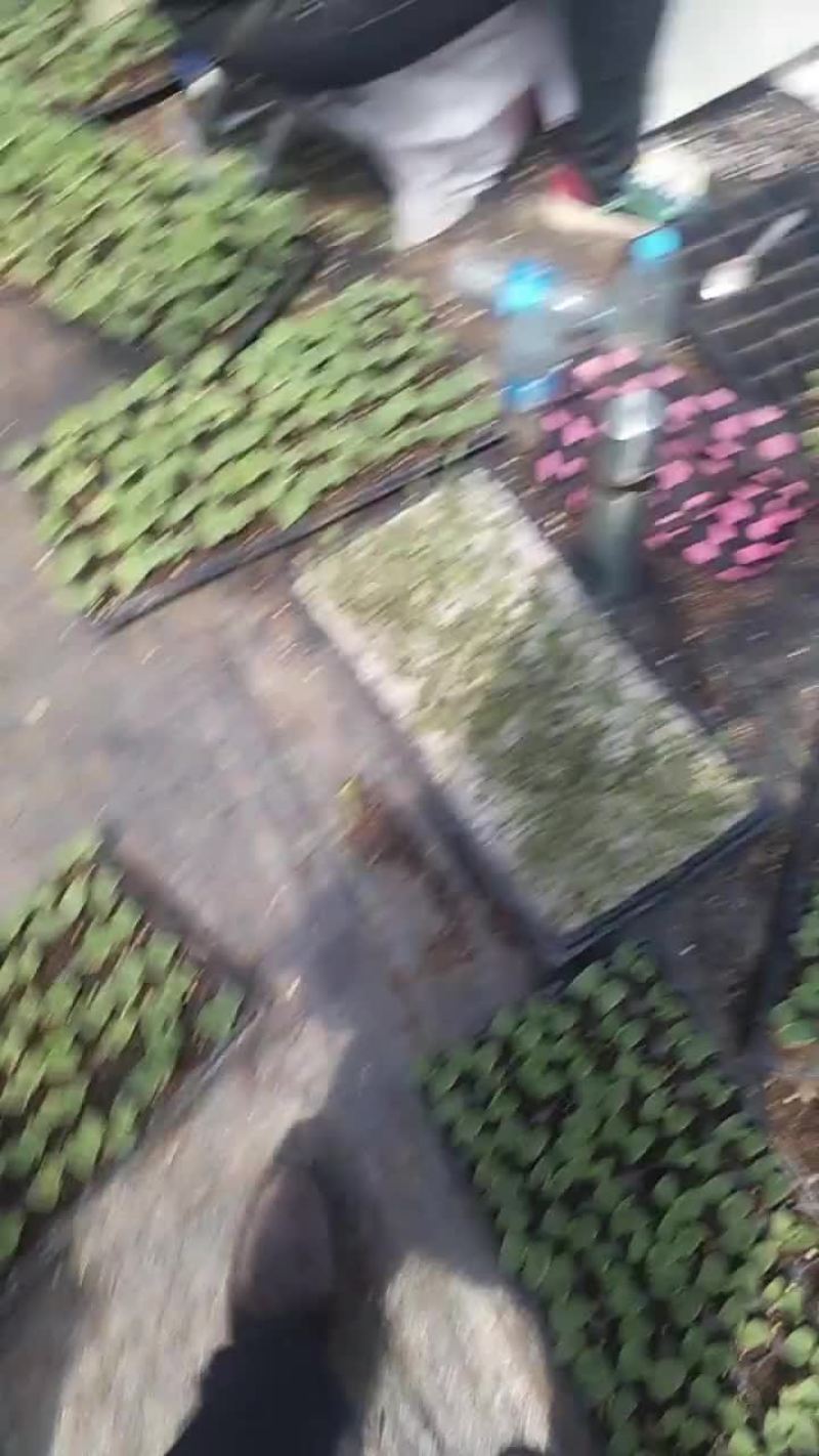 美都西瓜苗