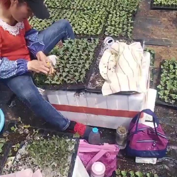 美都西瓜苗