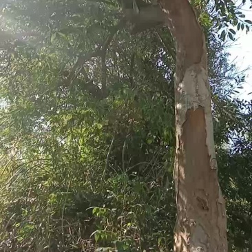 绿化风景树