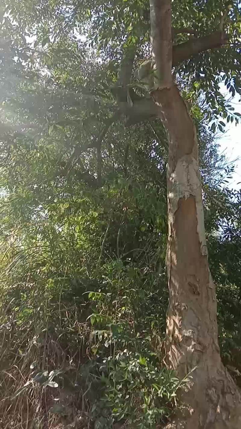 绿化风景树