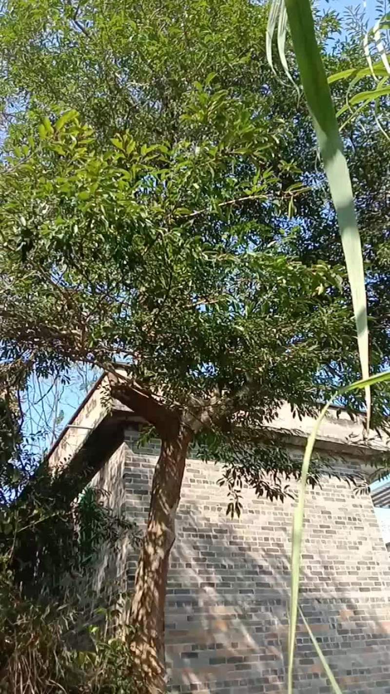 绿化风景树