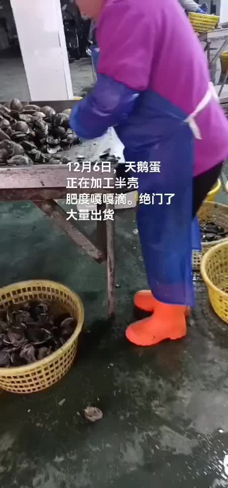 天鹅蛋