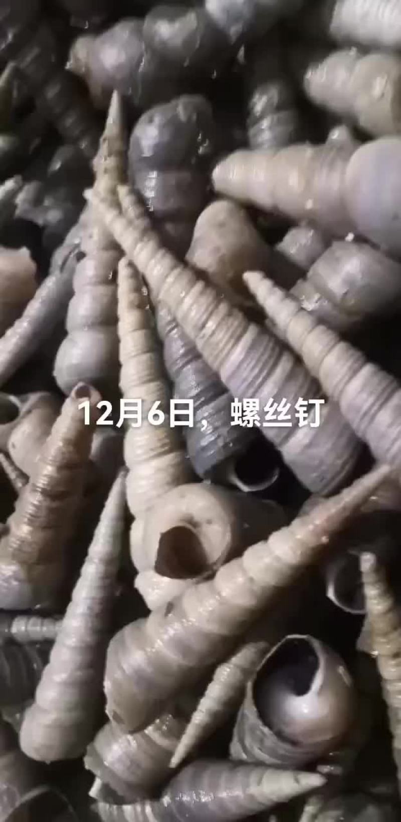 天鹅蛋