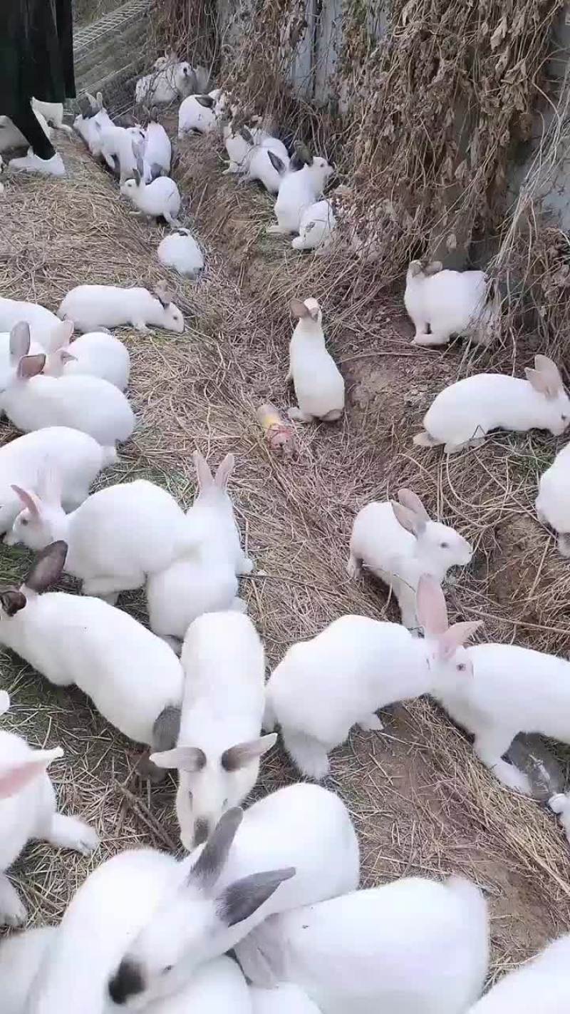 种兔