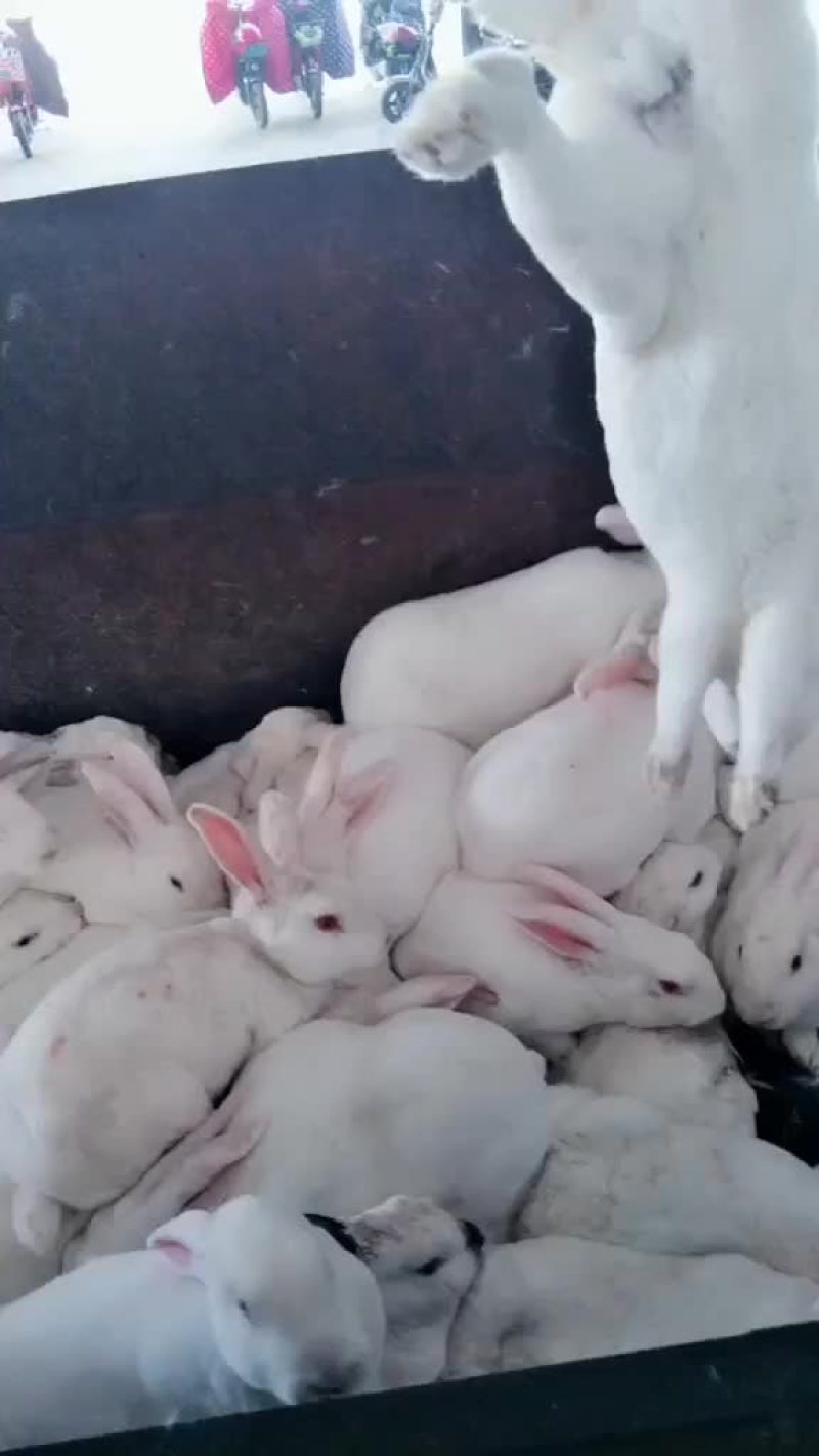 种兔