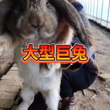 肉兔种兔