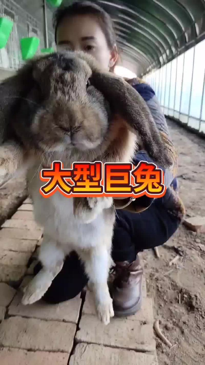肉兔种兔