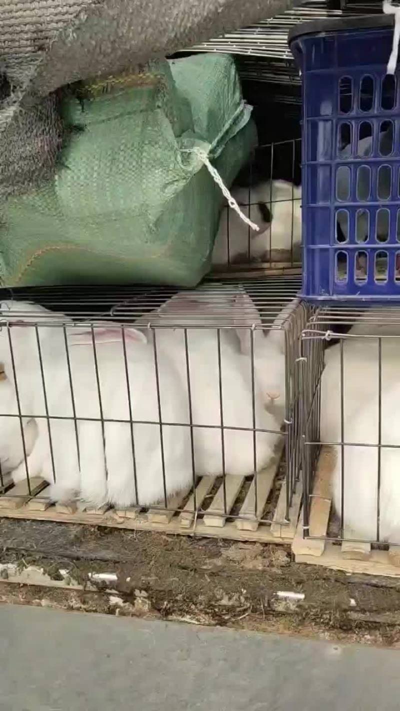 肉兔种兔