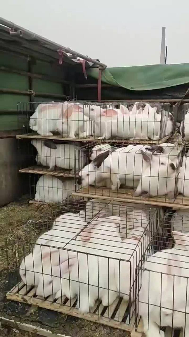 肉兔种兔