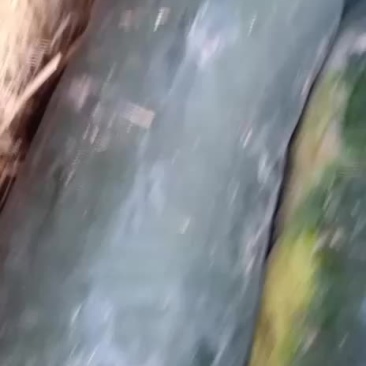 黑皮冬瓜