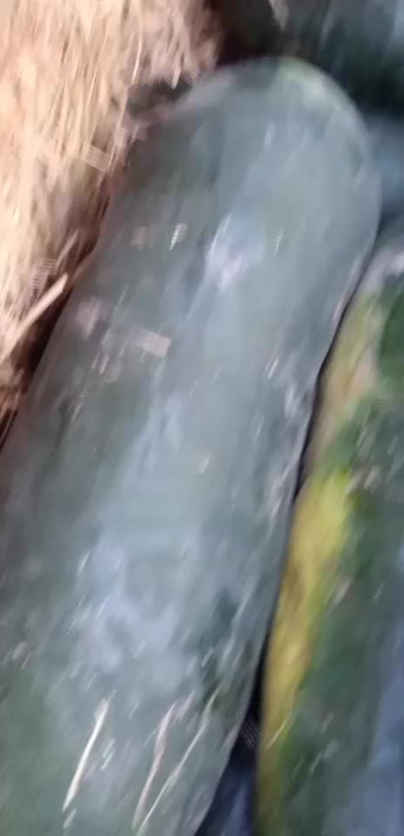 黑皮冬瓜