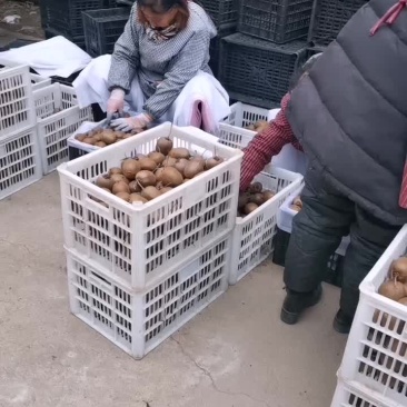 太白山优生区徐香猕猴桃