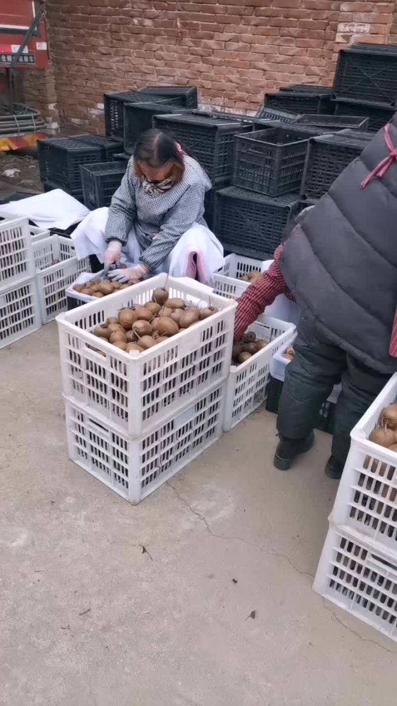 太白山优生区徐香猕猴桃