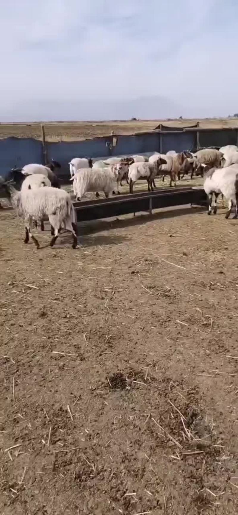 育肥黄脖羊