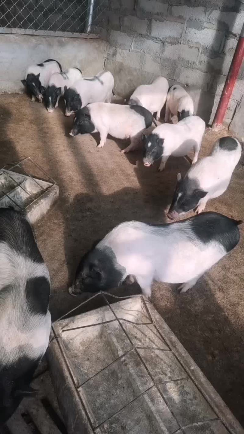 自家养殖纯种巴马香猪种母猪苗种公猪苗大量出栏中