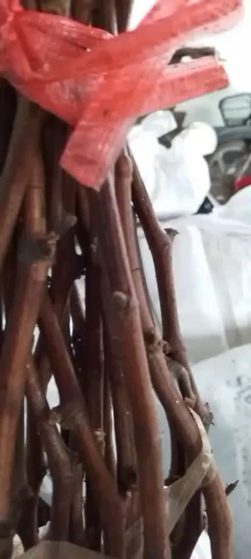 红玫瑰葡萄苗，一年生，贝达嫁接南北方适合种植