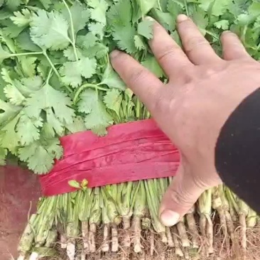 香菜