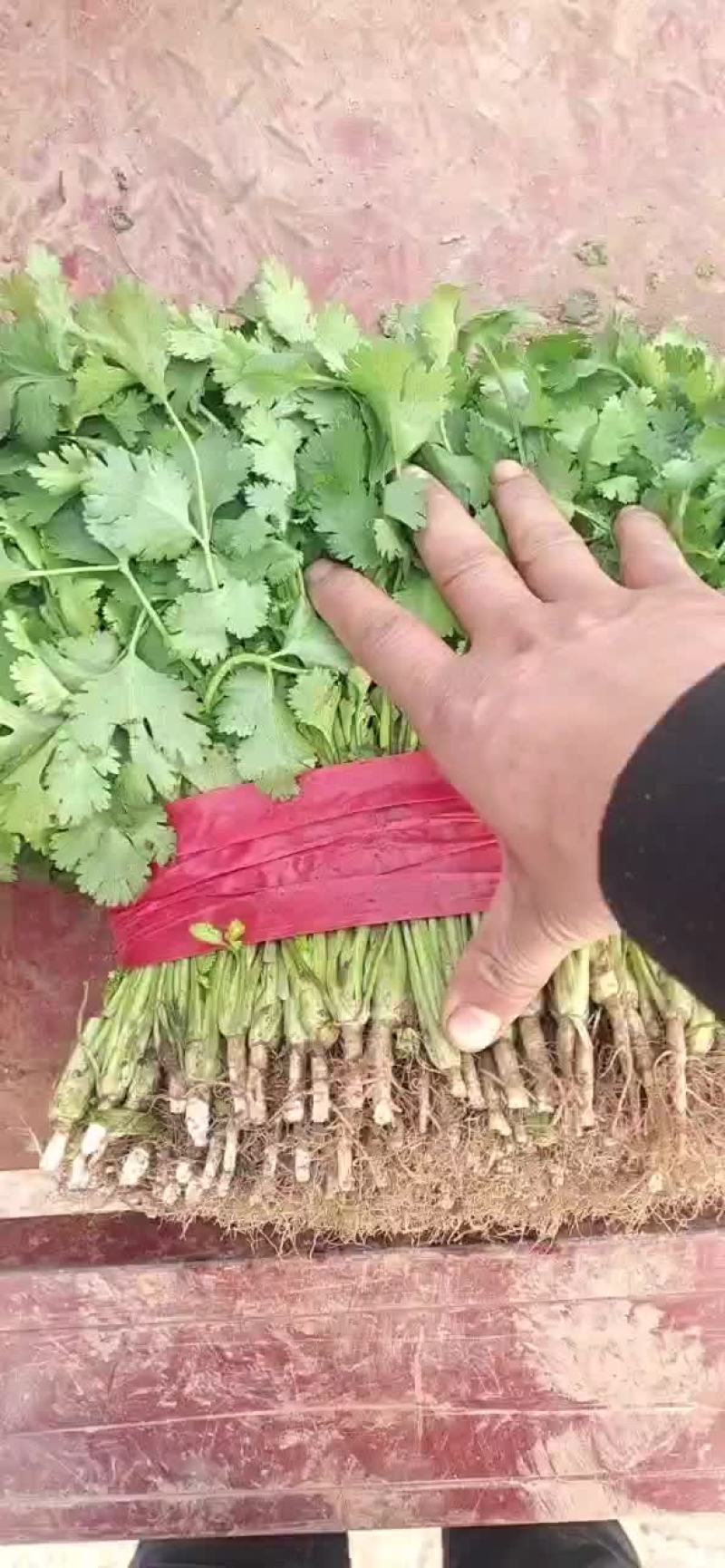 香菜