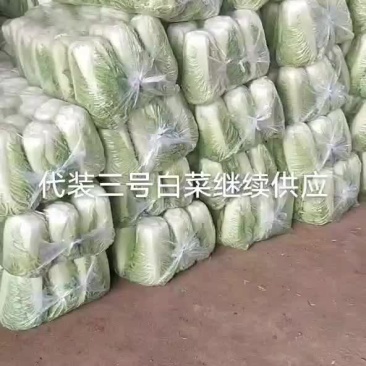 代装三号白菜净菜装代质量一流欢迎采购