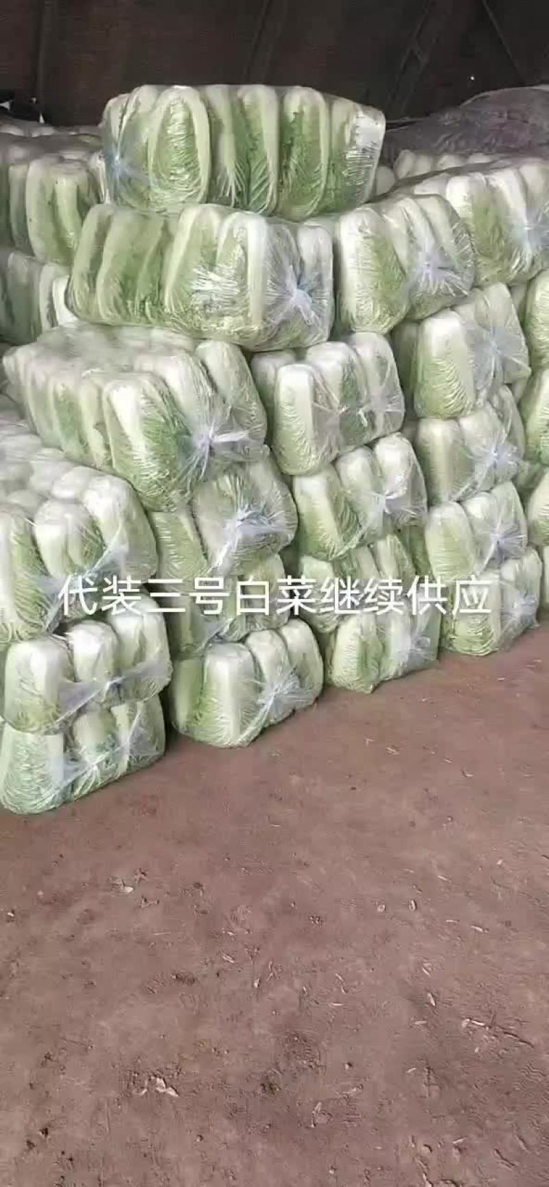 代装三号白菜净菜装代质量一流欢迎采购