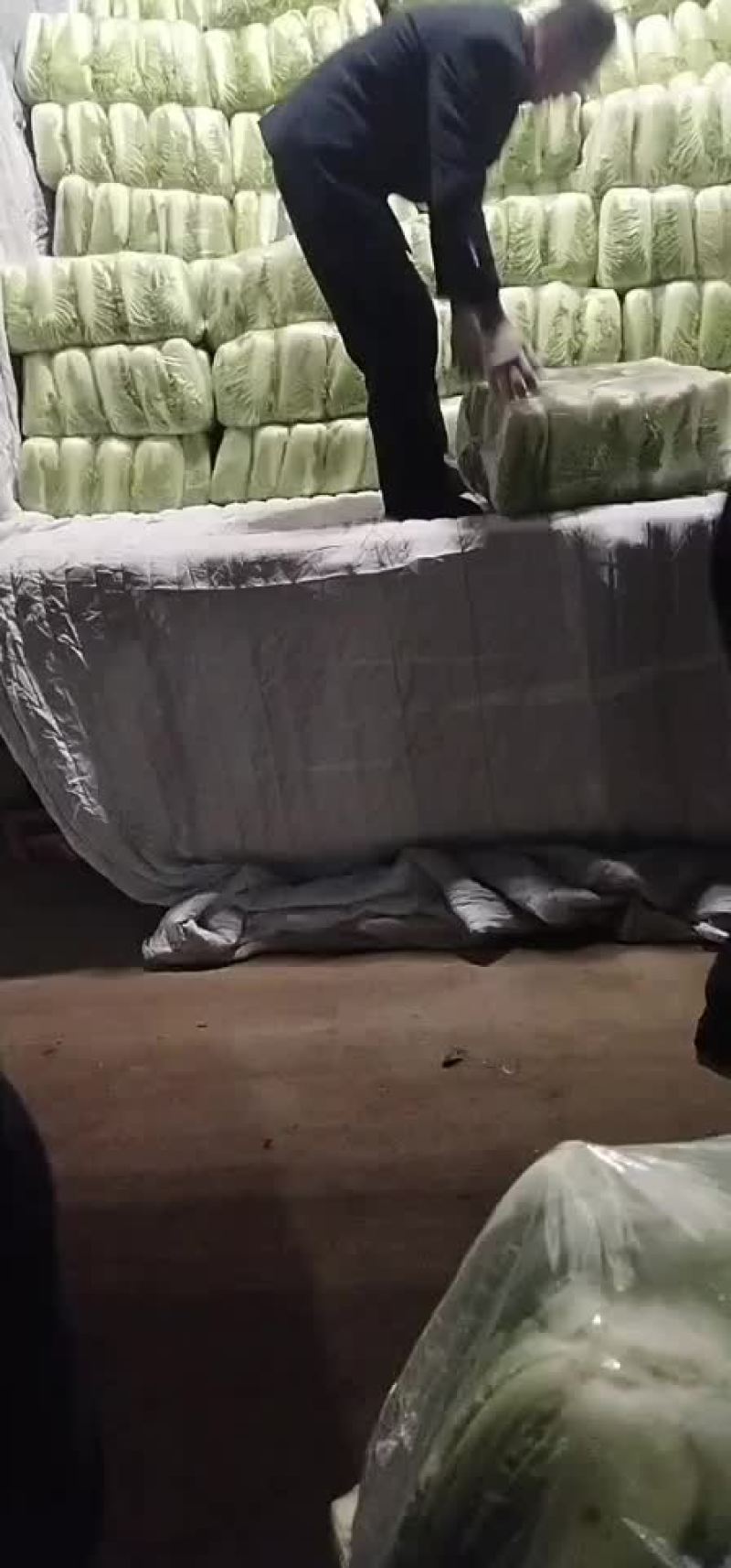 代装三号白菜净菜装代质量一流欢迎采购