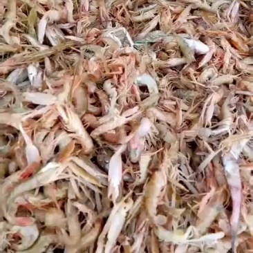 滨州市沾化区海陆丰水产品有限公司厂家发货渤海夹虾,