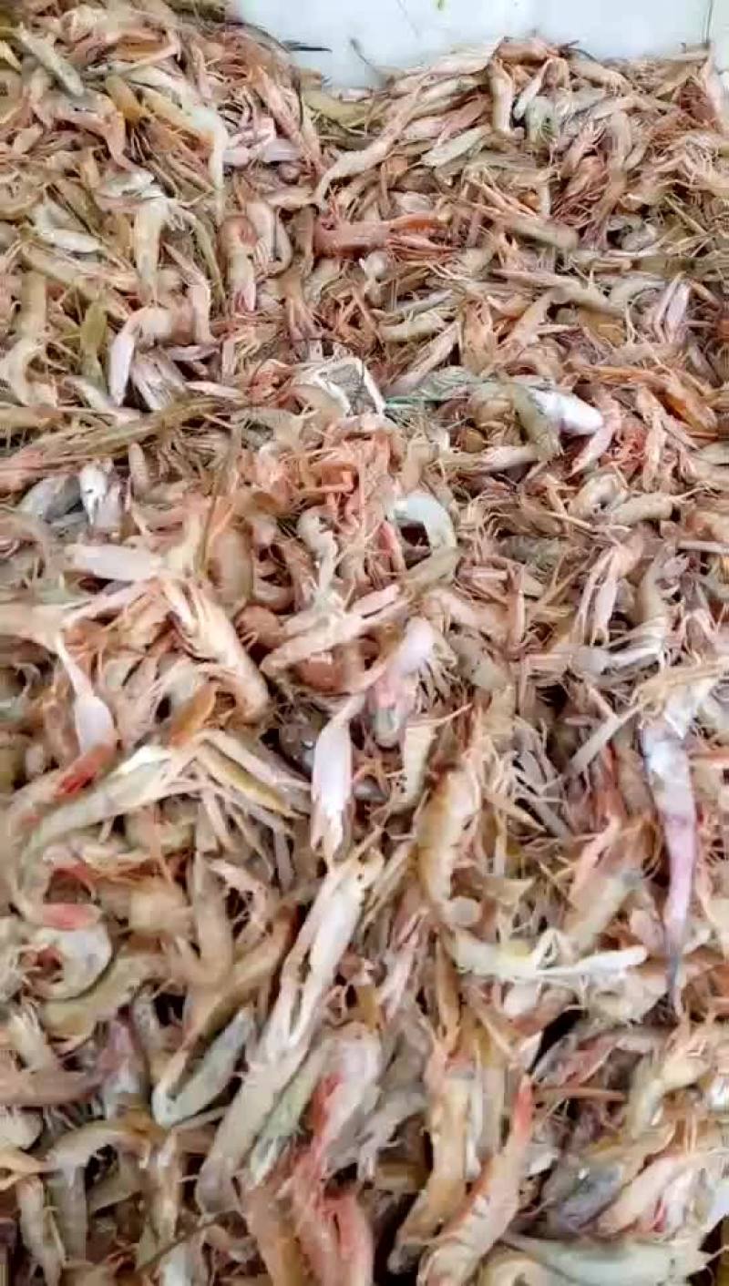 滨州市沾化区海陆丰水产品有限公司厂家发货渤海夹虾，
