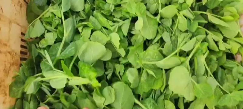 无须豌豆和有须豌豆