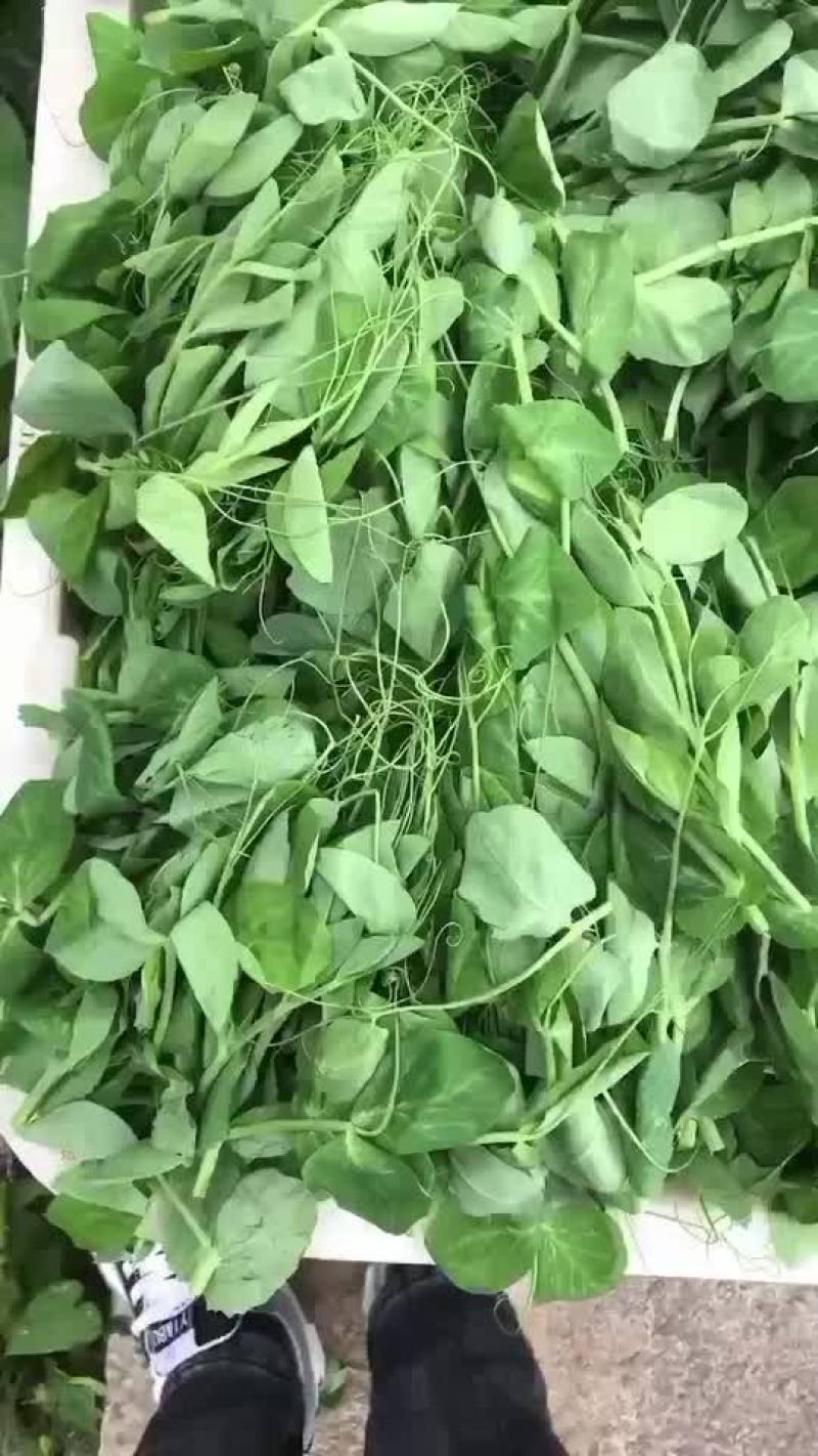 无须豌豆和有须豌豆
