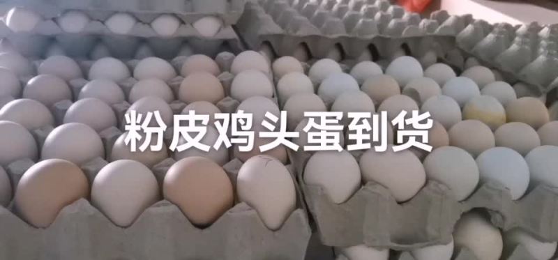 聊城莘县鸡蛋毛鸡蛋鸡胚蛋旺鸡蛋欢迎咨询采购