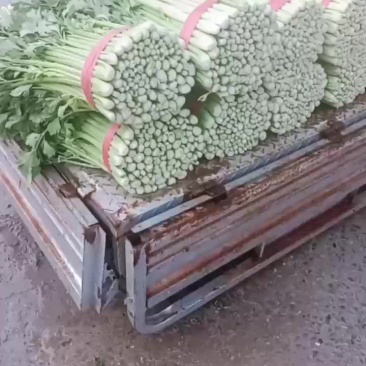 芹菜