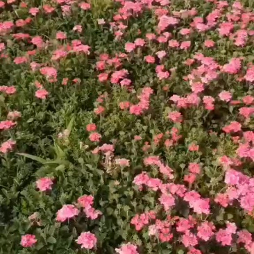 红花粉花美女樱大量出售，红盆小袋