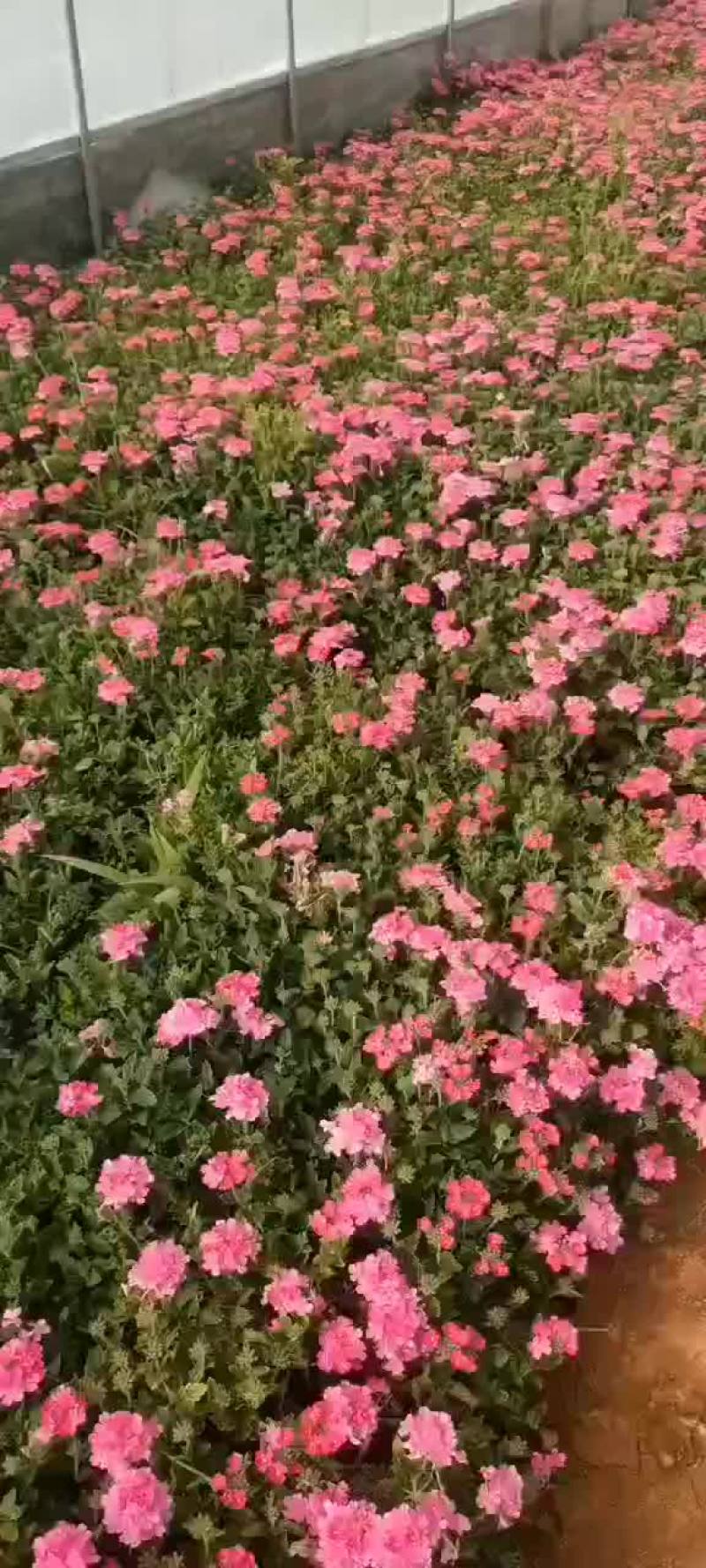 红花粉花美女樱大量出售，红盆小袋