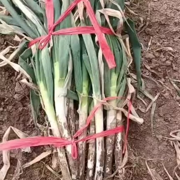 铁杆大葱