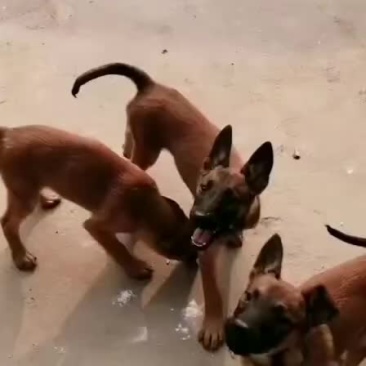 精品马犬大骨架咬口动力强适合看家护院喜欢的联系