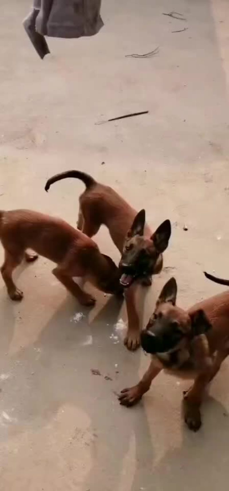精品马犬大骨架咬口动力强适合看家护院喜欢的联系