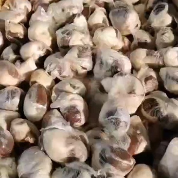 原油腰子，羊腰！